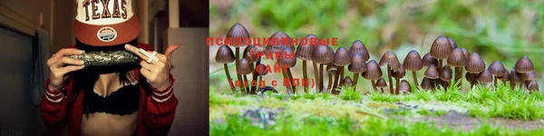 ПСИЛОЦИБИНОВЫЕ ГРИБЫ Михайлов